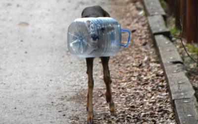 PLASTIC TRAP: Distressing deer stuck in bottle snap goes viral in Spain