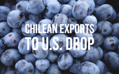 Chilean blueberry exports to U.S. fall, but organic berries gain – Produce Blue Book
