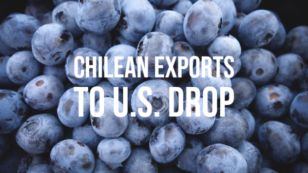 Chilean blueberry exports to U.S. fall, but organic berries gain – Produce Blue Book