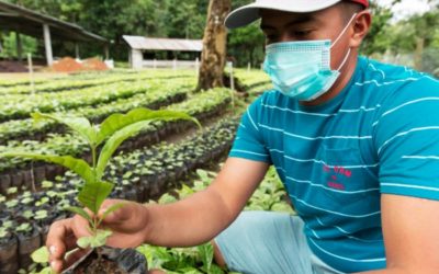 Canal de Panamá recibirá 150 mil plantones de café para su programa de reforestación en la …