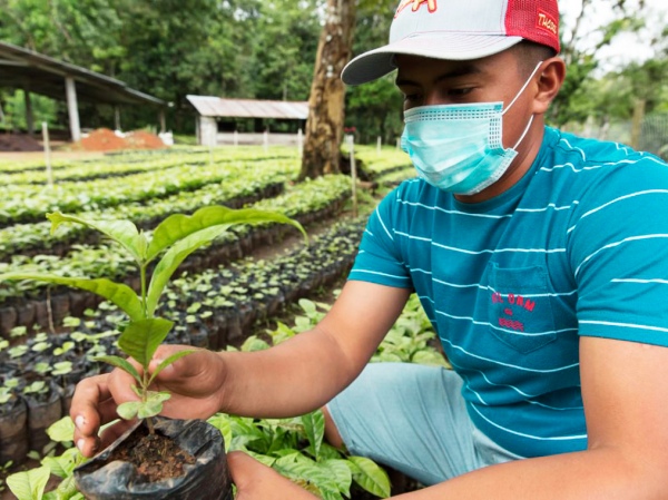 Canal de Panamá recibirá 150 mil plantones de café para su programa de reforestación en la …