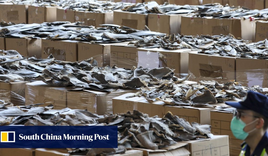 Hong Kong’s biggest shark fin seizure ever recovers 26 tonnes – South China Morning Post