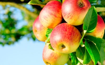 Chile deberá seguir nuevas normas para exportar a Brasil 20 mil toneladas de manzanas