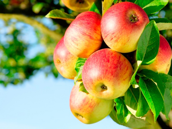 Chile deberá seguir nuevas normas para exportar a Brasil 20 mil toneladas de manzanas