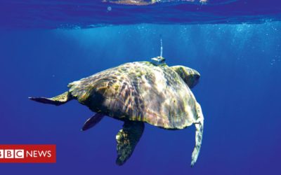 'Internet of animals' spreads its wings – BBC News