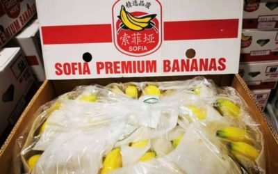 China disminuye importaciones de plátanos sudamericanos en un 60% en lo que va del año