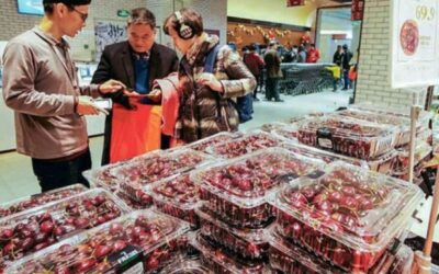 Exportadores de cerezas chilenas crean estrategia para atraer el mercado chino post Año Nuevo